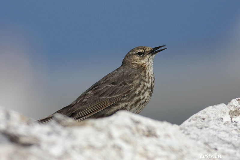 Anthus petrosus
