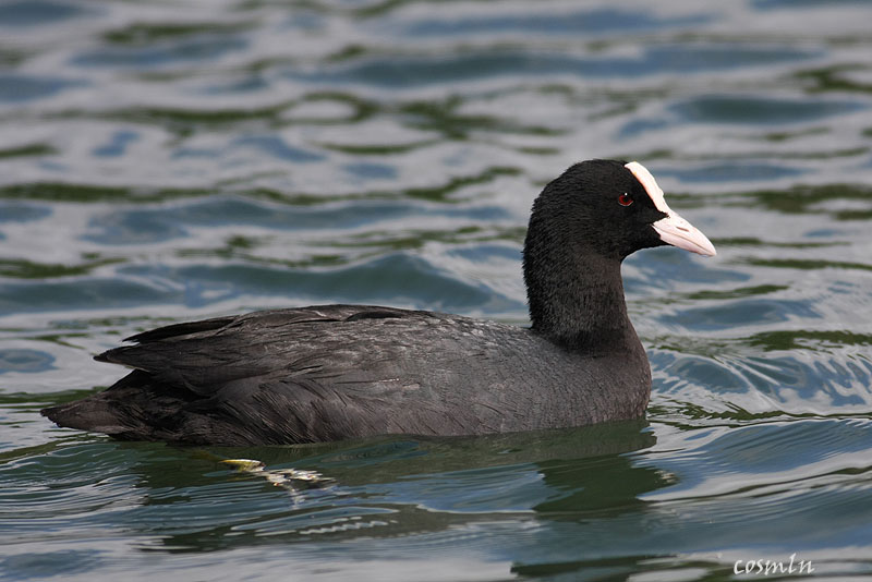Fulica atra