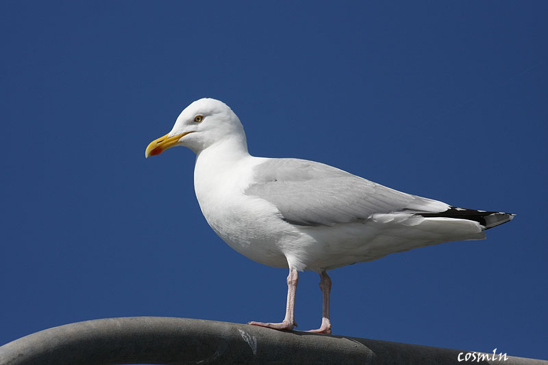 Larus argentatus