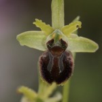 <i>Ophrys araneola</i>
