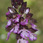 <i>Orchis purpurata</i>