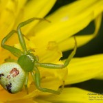 Misumenops tricuspidatus