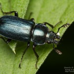 Platycerus caraboides