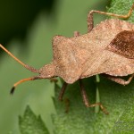 Coraeus marginatus