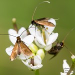 Cauchas rufimitrella