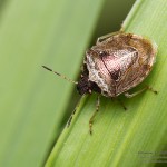 Eysarcoris fabricii