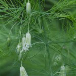 Asparagus tenuifolius
