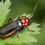 Cantharis rustica