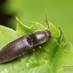 Elateridae sp