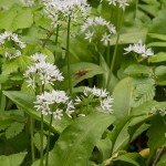 Allium ursinum