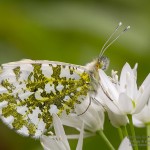 Anthocharis cardamines