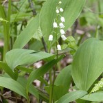 Convallaria majalis