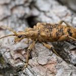 Rhagium sycophanta