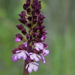 Orchis purpurea
