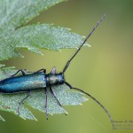 Agapanthia sp.