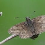 Erynnis tages