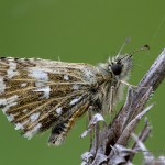 Pyrgus malvae